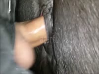 Man and mini Mare